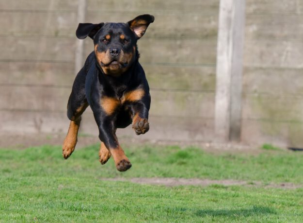 Ein Rottweiler springt mit ausgestreckten Beinen durch die Luft auf einer Wiese, im Hintergrund ist ein Holzzaun zu sehen.