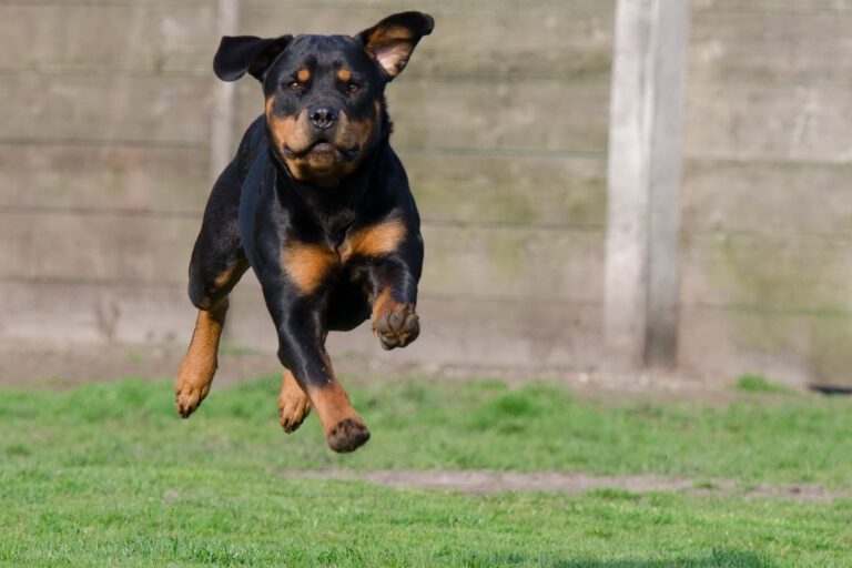 Ein Rottweiler springt mit ausgestreckten Beinen durch die Luft auf einer Wiese, im Hintergrund ist ein Holzzaun zu sehen.