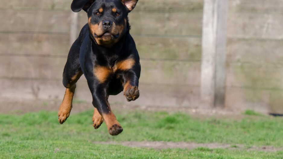 Ein Rottweiler springt mit ausgestreckten Beinen durch die Luft auf einer Wiese, im Hintergrund ist ein Holzzaun zu sehen.