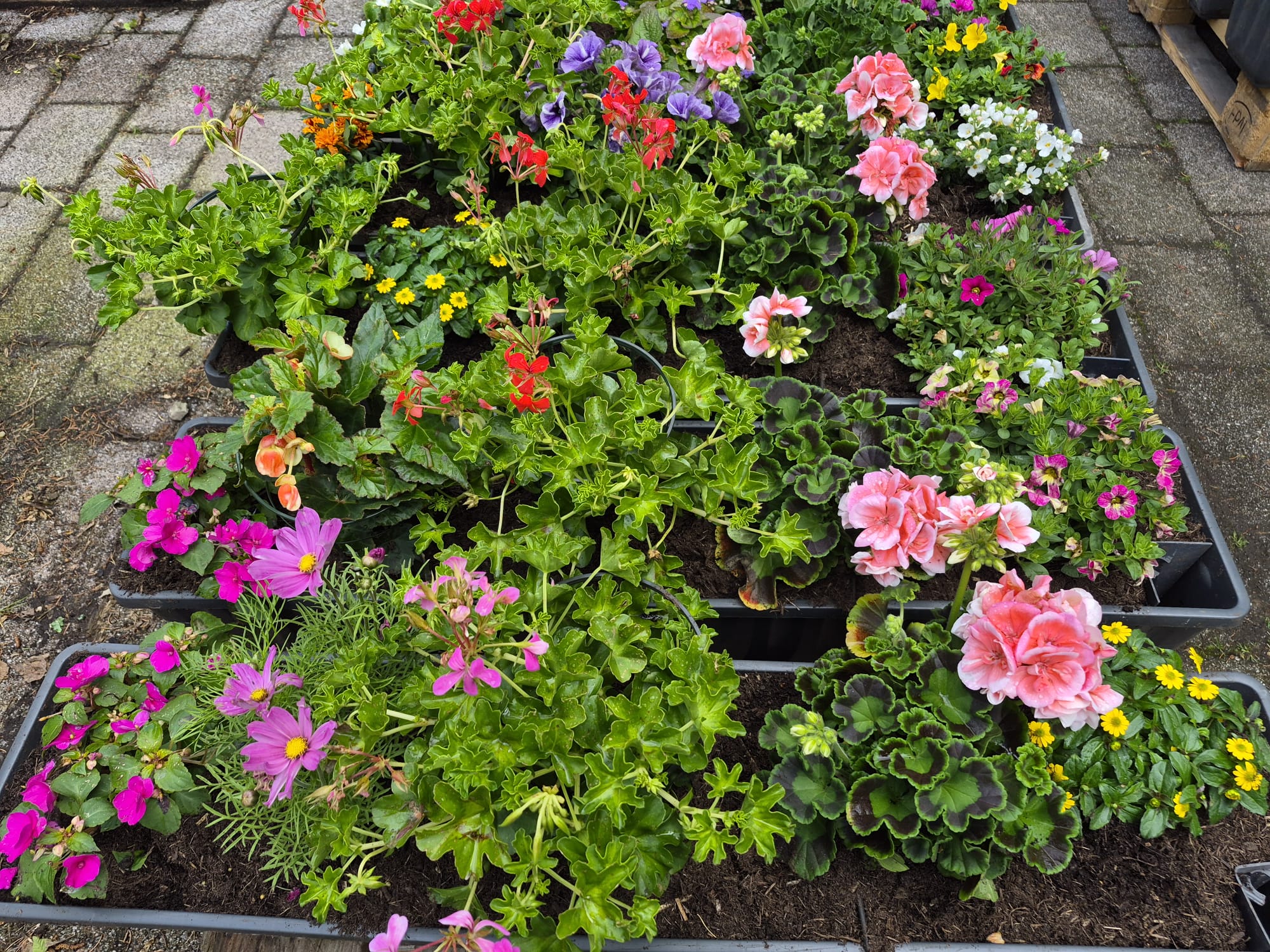 Bunte Blumenkästen