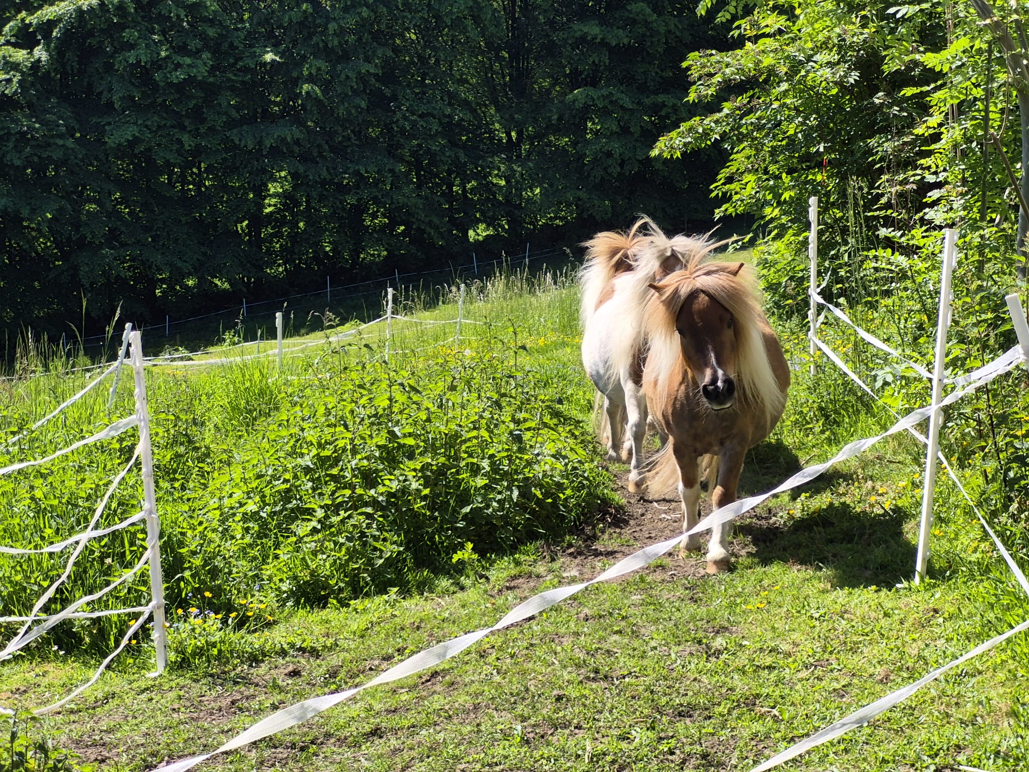 Ponys Gut sassenscheid