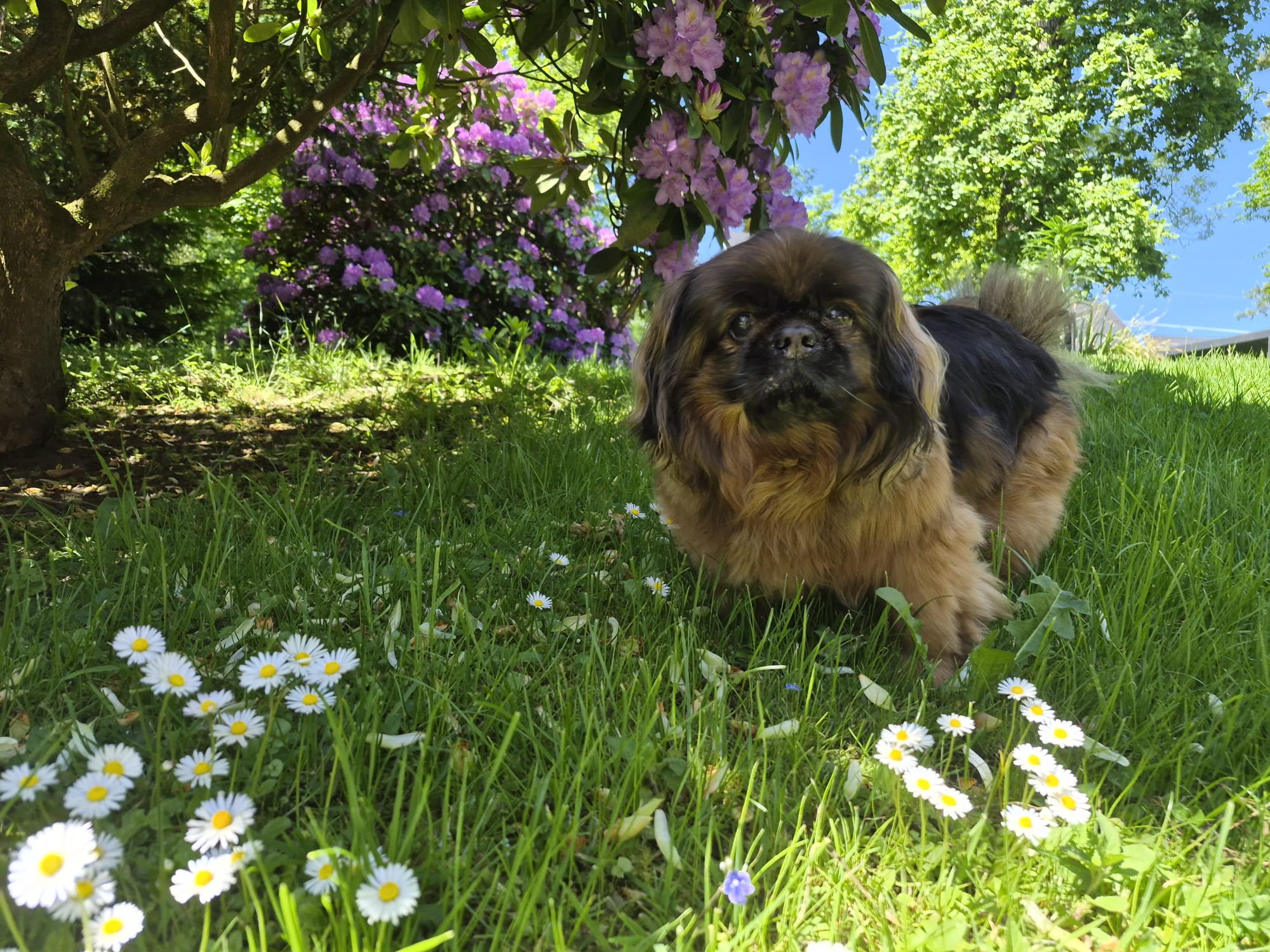 Hund Ramstein