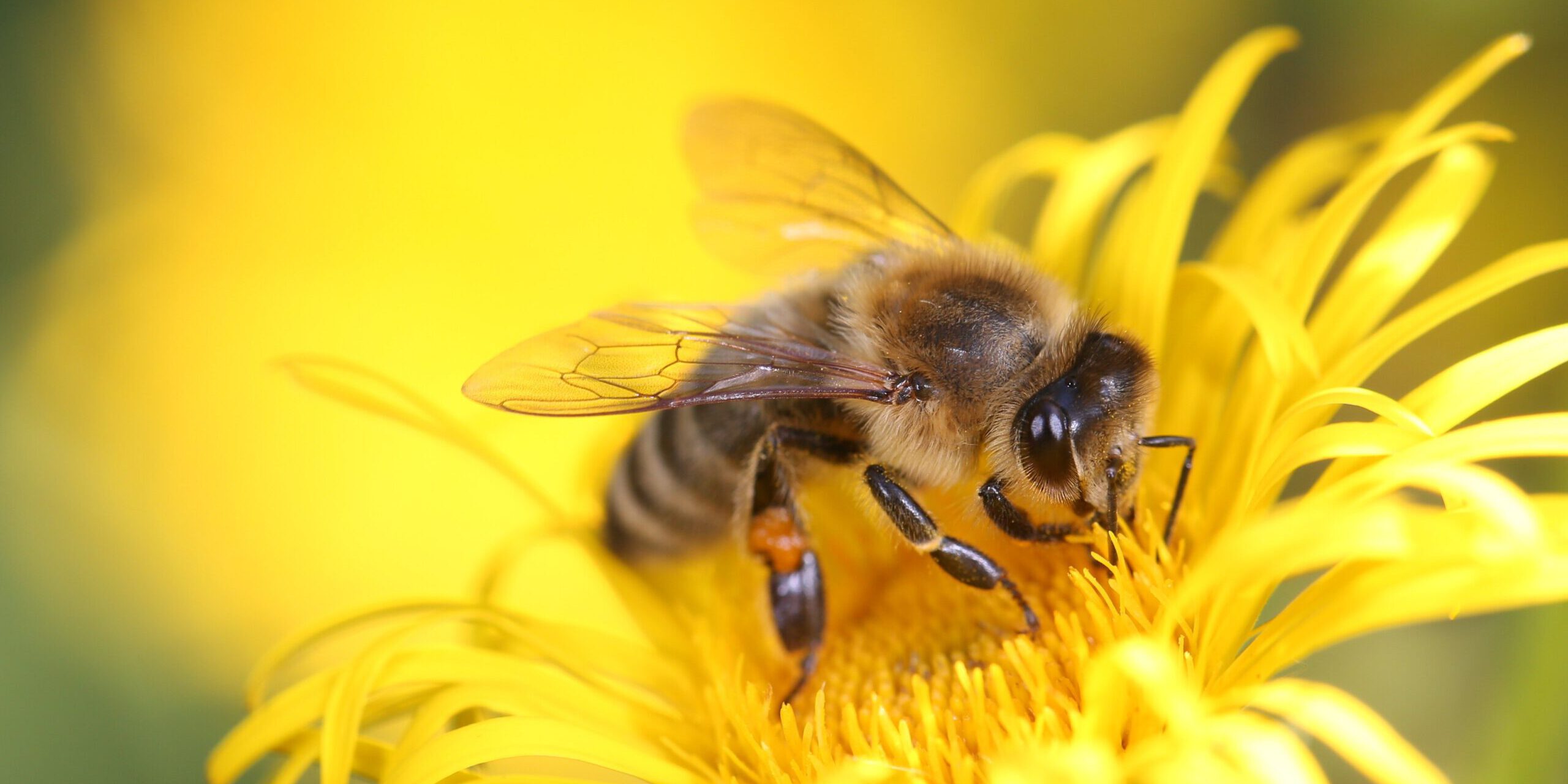 Nahaufnahme einer Honigbiene auf einer leuchtend gelben Blüte, während sie Nektar sammelt.