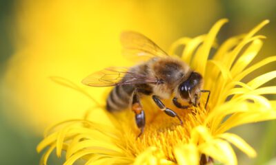 Nahaufnahme einer Honigbiene auf einer leuchtend gelben Blüte, während sie Nektar sammelt.