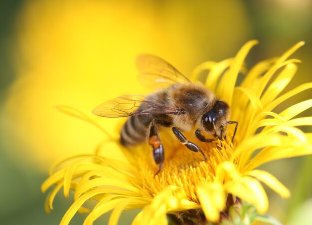 Nahaufnahme einer Honigbiene auf einer leuchtend gelben Blüte, während sie Nektar sammelt.
