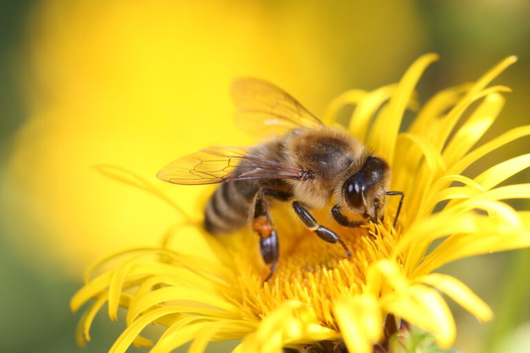 Nahaufnahme einer Honigbiene auf einer leuchtend gelben Blüte, während sie Nektar sammelt.