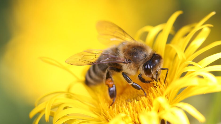 Nahaufnahme einer Honigbiene auf einer leuchtend gelben Blüte, während sie Nektar sammelt.