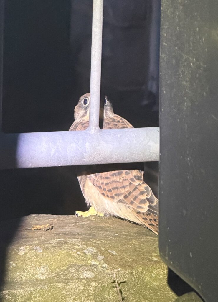 Ein Turmfalke sitzt auf einem steinernen Vorsprung hinter einem Metallgitter. Der Greifvogel blickt aufmerksam nach oben, während sein braun gemustertes Gefieder im Licht deutlich sichtbar ist. Die Aufnahme entstand in einer geschützten Nische oder an einem Gebäudeteil und zeigt den Vogel in ruhender Haltung.