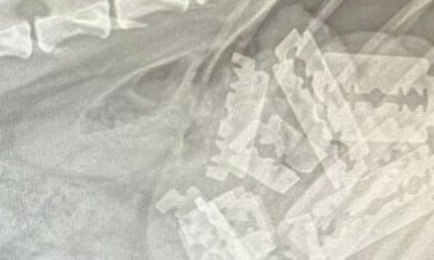 Röntgenbidl eines verstorbenen Hundes