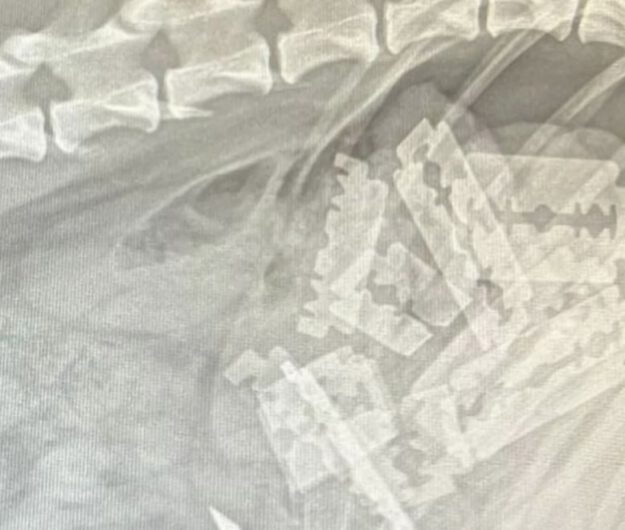 Foto: Röntgenbild Röntgenbidl eines verstorbenen Hundes