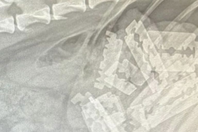 Röntgenbidl eines verstorbenen Hundes