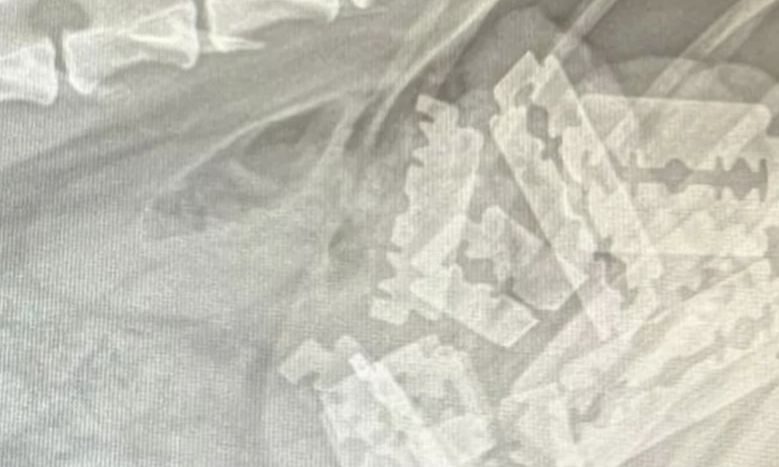 Röntgenbidl eines verstorbenen Hundes
