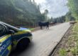 Auf einer schmalen Waldstraße steht eine kleine Rinderherde und blockiert zeitweise die Fahrbahn. Links im Bild ist ein Streifenwagen der Polizei zu sehen, der die Situation absichert. Die Tiere bewegen sich zwischen Waldrand und Straße, während die Straße durch ein bewaldetes Gebiet führt. Die Aufnahme dokumentiert einen Polizeieinsatz wegen freilaufender Rinder im Straßenverkehr.