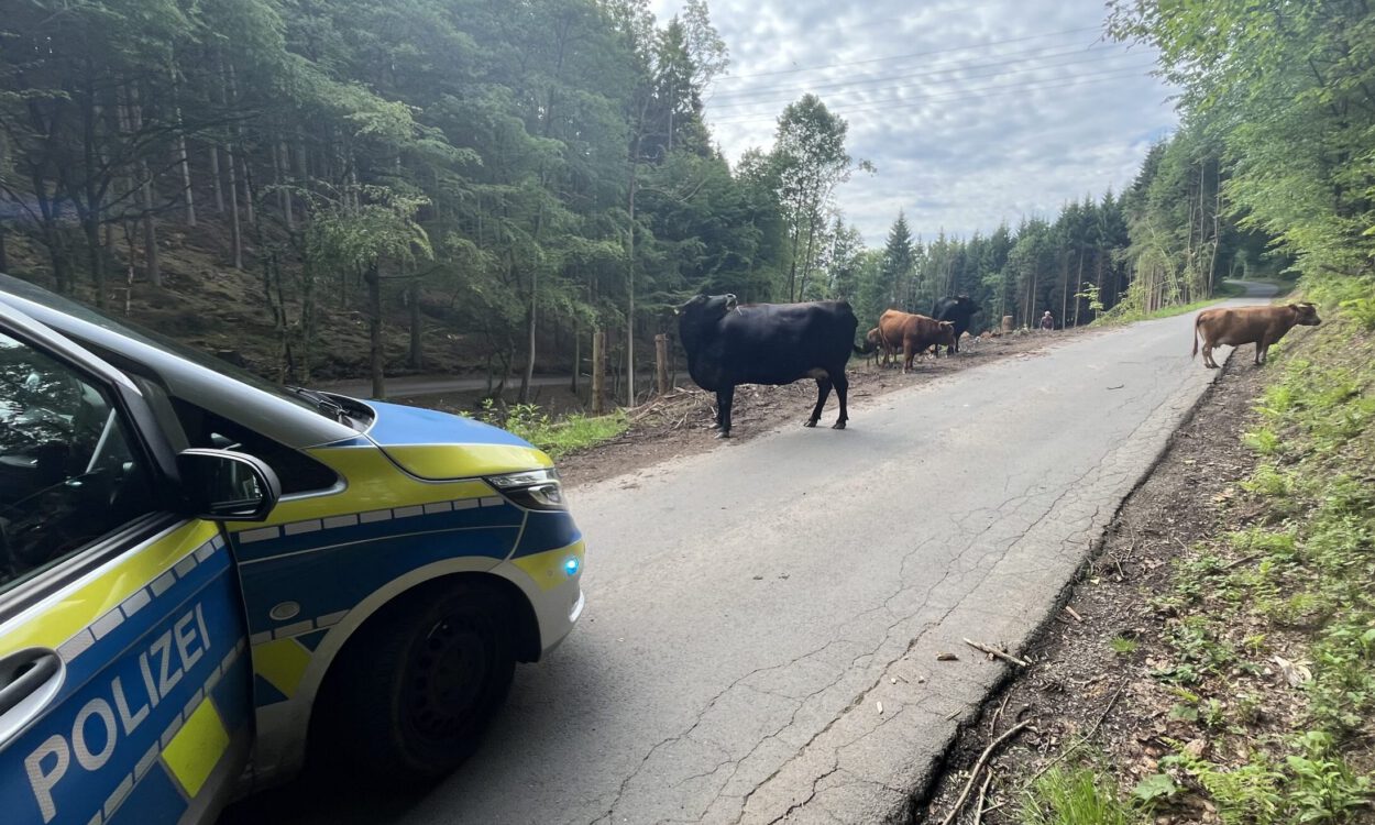 Auf einer schmalen Waldstraße steht eine kleine Rinderherde und blockiert zeitweise die Fahrbahn. Links im Bild ist ein Streifenwagen der Polizei zu sehen, der die Situation absichert. Die Tiere bewegen sich zwischen Waldrand und Straße, während die Straße durch ein bewaldetes Gebiet führt. Die Aufnahme dokumentiert einen Polizeieinsatz wegen freilaufender Rinder im Straßenverkehr.
