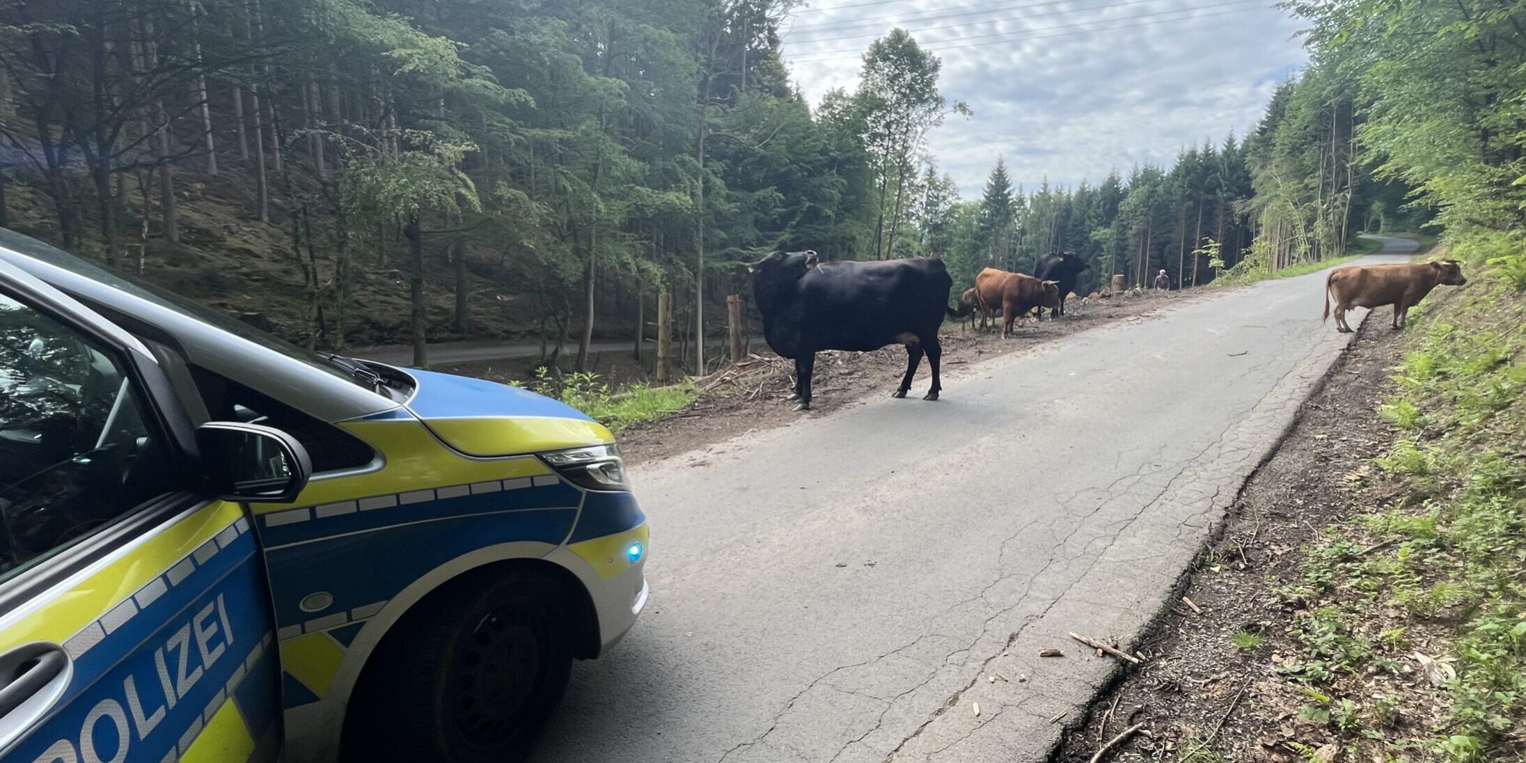 Auf einer schmalen Waldstraße steht eine kleine Rinderherde und blockiert zeitweise die Fahrbahn. Links im Bild ist ein Streifenwagen der Polizei zu sehen, der die Situation absichert. Die Tiere bewegen sich zwischen Waldrand und Straße, während die Straße durch ein bewaldetes Gebiet führt. Die Aufnahme dokumentiert einen Polizeieinsatz wegen freilaufender Rinder im Straßenverkehr.
