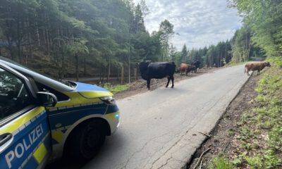 Auf einer schmalen Waldstraße steht eine kleine Rinderherde und blockiert zeitweise die Fahrbahn. Links im Bild ist ein Streifenwagen der Polizei zu sehen, der die Situation absichert. Die Tiere bewegen sich zwischen Waldrand und Straße, während die Straße durch ein bewaldetes Gebiet führt. Die Aufnahme dokumentiert einen Polizeieinsatz wegen freilaufender Rinder im Straßenverkehr.