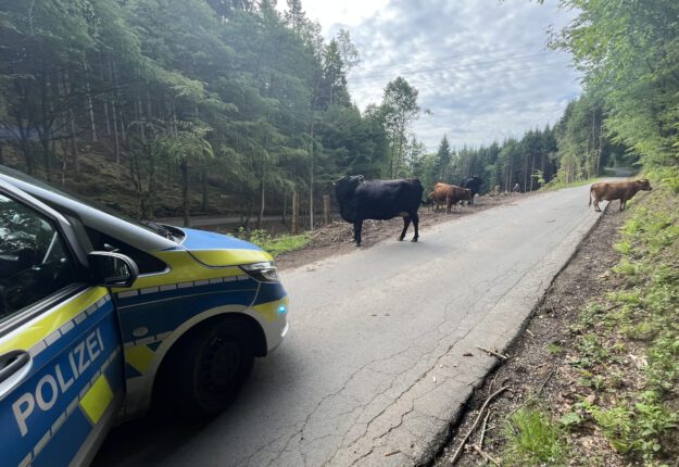 Auf einer schmalen Waldstraße steht eine kleine Rinderherde und blockiert zeitweise die Fahrbahn. Links im Bild ist ein Streifenwagen der Polizei zu sehen, der die Situation absichert. Die Tiere bewegen sich zwischen Waldrand und Straße, während die Straße durch ein bewaldetes Gebiet führt. Die Aufnahme dokumentiert einen Polizeieinsatz wegen freilaufender Rinder im Straßenverkehr.
