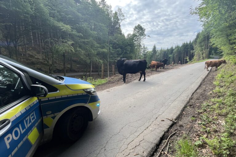 Auf einer schmalen Waldstraße steht eine kleine Rinderherde und blockiert zeitweise die Fahrbahn. Links im Bild ist ein Streifenwagen der Polizei zu sehen, der die Situation absichert. Die Tiere bewegen sich zwischen Waldrand und Straße, während die Straße durch ein bewaldetes Gebiet führt. Die Aufnahme dokumentiert einen Polizeieinsatz wegen freilaufender Rinder im Straßenverkehr.