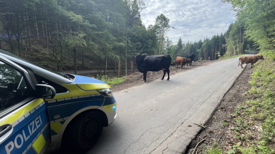 Auf einer schmalen Waldstraße steht eine kleine Rinderherde und blockiert zeitweise die Fahrbahn. Links im Bild ist ein Streifenwagen der Polizei zu sehen, der die Situation absichert. Die Tiere bewegen sich zwischen Waldrand und Straße, während die Straße durch ein bewaldetes Gebiet führt. Die Aufnahme dokumentiert einen Polizeieinsatz wegen freilaufender Rinder im Straßenverkehr.