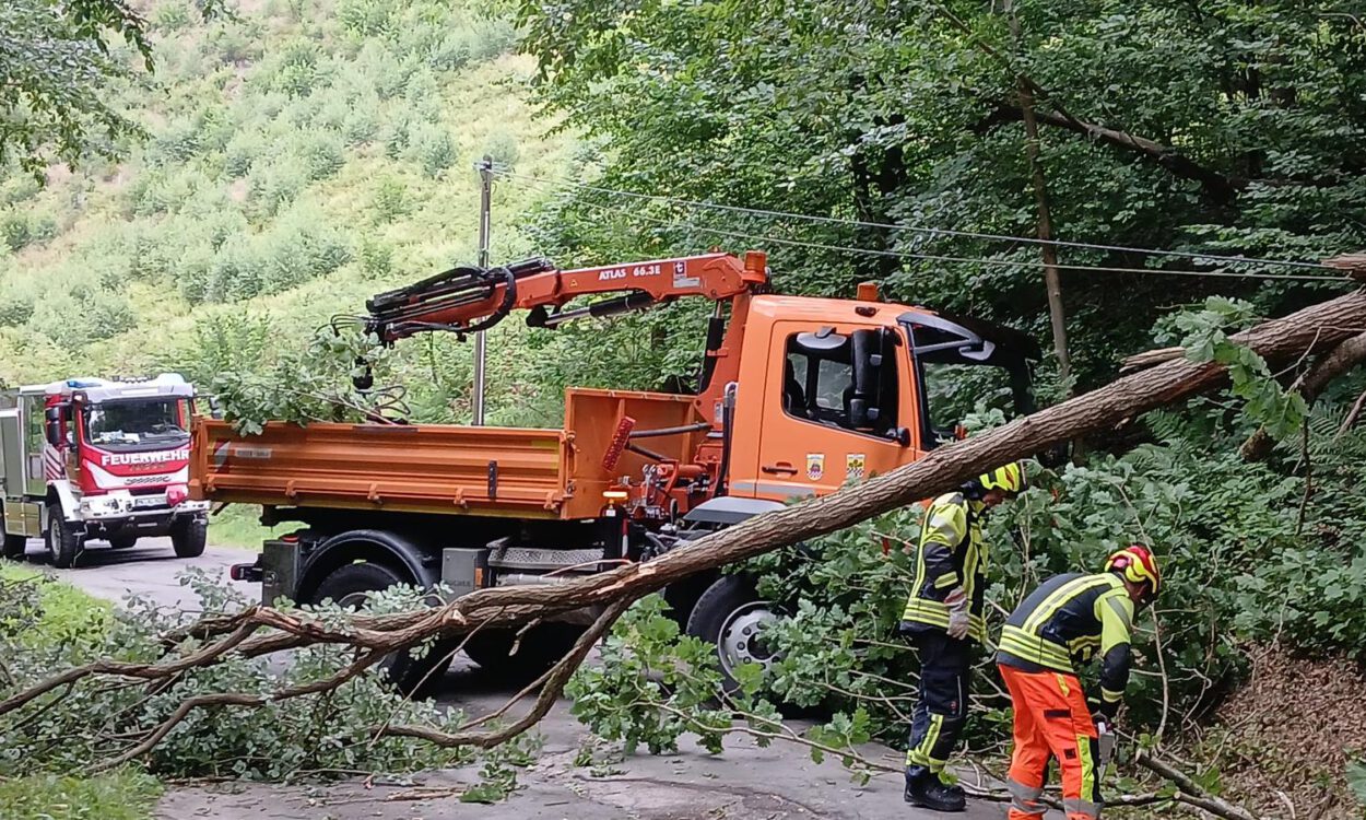 umgestürzter Baum Heimecke