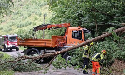 umgestürzter Baum Heimecke