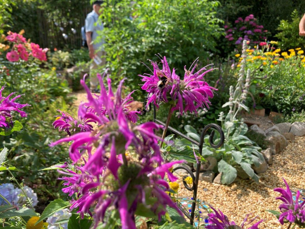 Leuchtend violette Blüten einer Indianernessel stehen im Mittelpunkt eines üppig bepflanzten Ziergartens. Auf einer der Blüten sammelt eine Hummel Nektar. Im Hintergrund sorgen bunte Sommerblumen, Natursteine und Kieswege für ein harmonisches Gartenbild, während eine Person unscharf zwischen den Beeten hindurchgeht.