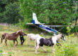 Drei Ponys werden von ihren Haltern über eine Wiese geführt. Im Hintergrund steht ein einmotoriges Kleinflugzeug, das nach einer Außenlandung zwischen Bäumen und Sträuchern zum Stillstand gekommen ist. Das Flugzeug wirkt äußerlich weitgehend unbeschädigt und befindet sich hinter einem Weidezaun. Die grüne, ländliche Umgebung bildet den Rahmen für die ungewöhnliche Szene.