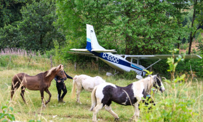Drei Ponys werden von ihren Haltern über eine Wiese geführt. Im Hintergrund steht ein einmotoriges Kleinflugzeug, das nach einer Außenlandung zwischen Bäumen und Sträuchern zum Stillstand gekommen ist. Das Flugzeug wirkt äußerlich weitgehend unbeschädigt und befindet sich hinter einem Weidezaun. Die grüne, ländliche Umgebung bildet den Rahmen für die ungewöhnliche Szene.