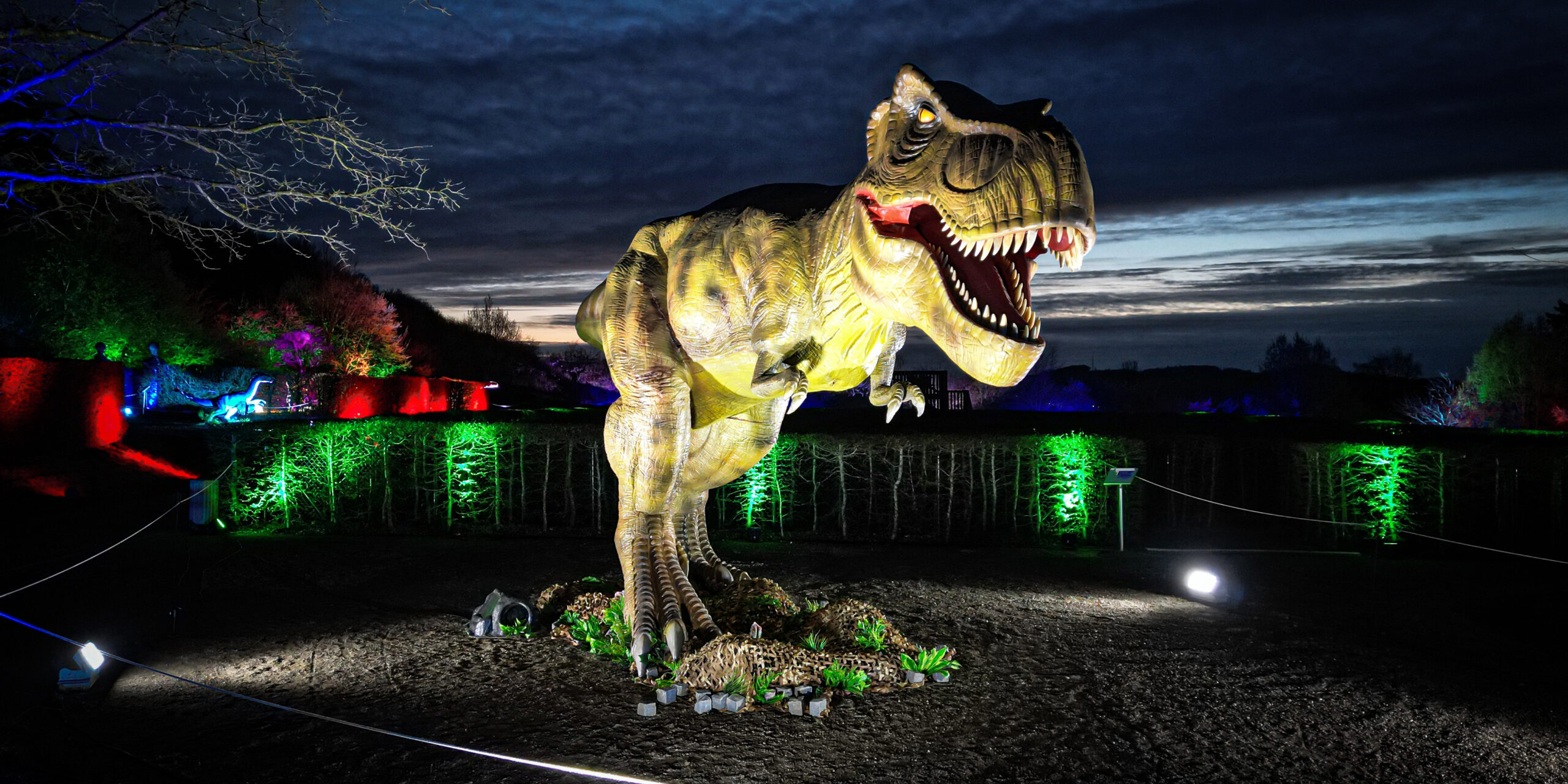 Ein großer, beleuchteter Tyrannosaurus rex mit geöffnetem Maul steht bei einer nächtlichen Dinosaurier-Ausstellung. Bäume und Hecken im Hintergrund sind in kräftigem Grün, Rot, Blau und Violett angestrahlt.