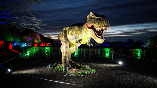 Ein großer, beleuchteter Tyrannosaurus rex mit geöffnetem Maul steht bei einer nächtlichen Dinosaurier-Ausstellung. Bäume und Hecken im Hintergrund sind in kräftigem Grün, Rot, Blau und Violett angestrahlt.