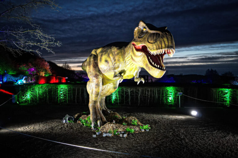 Foto: Dennis Echtermann Ein großer, beleuchteter Tyrannosaurus rex mit geöffnetem Maul steht bei einer nächtlichen Dinosaurier-Ausstellung. Bäume und Hecken im Hintergrund sind in kräftigem Grün, Rot, Blau und Violett angestrahlt.