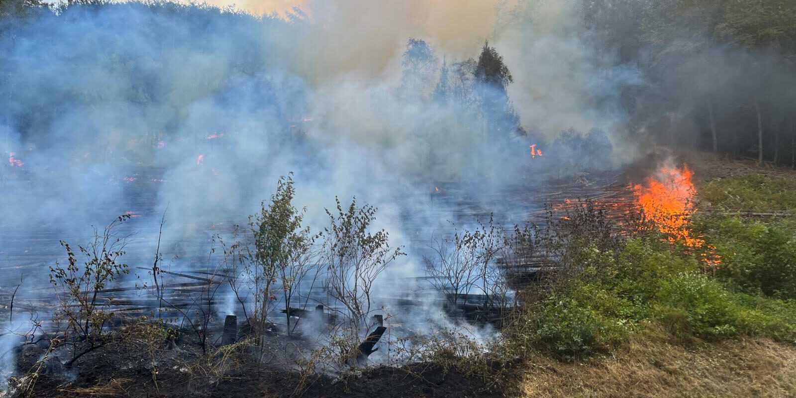 Waldbrand Brachtenbecker Weg