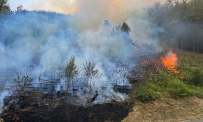Waldbrand Brachtenbecker Weg