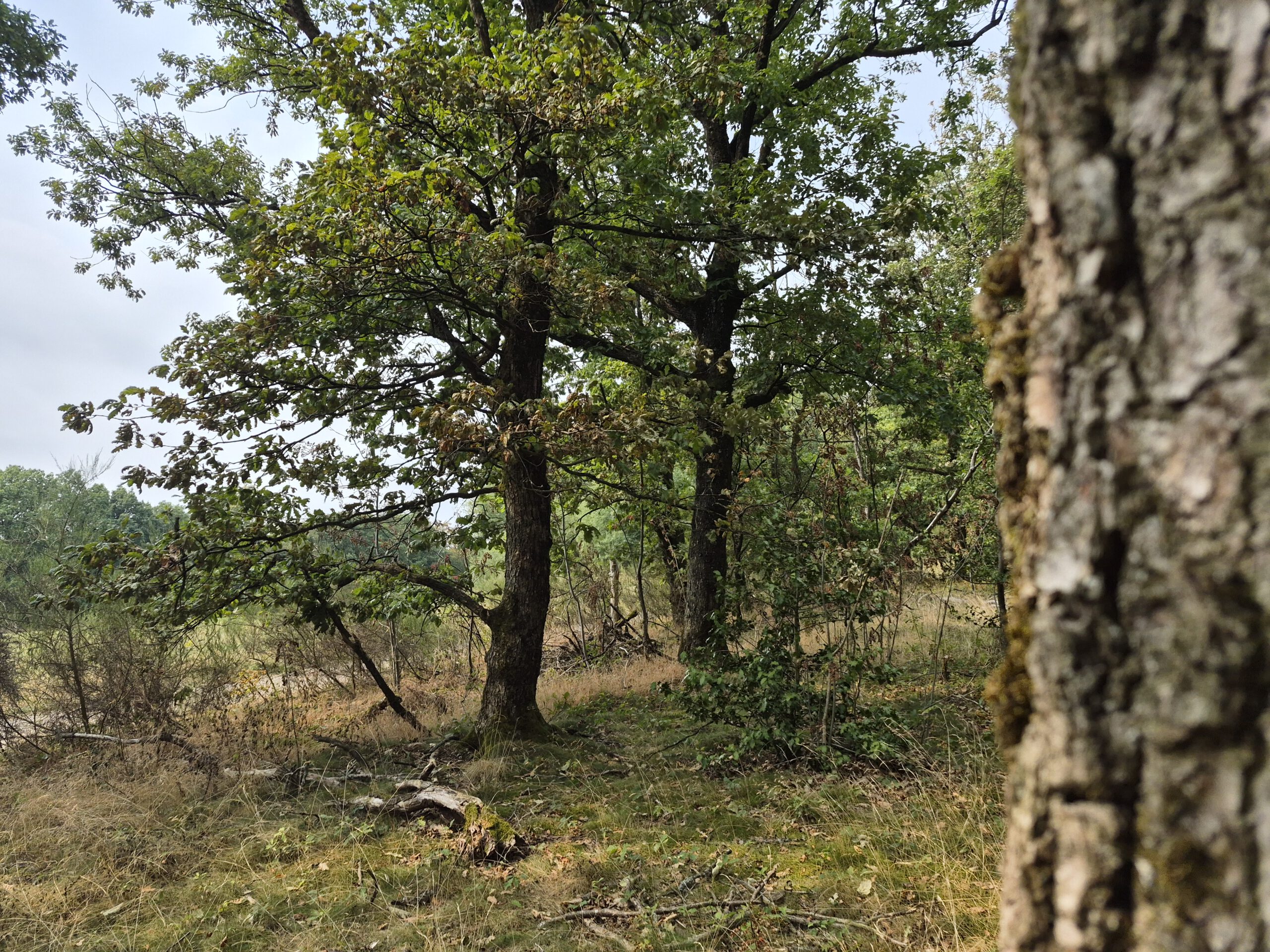 alte Eiche am Waldlehrpfad