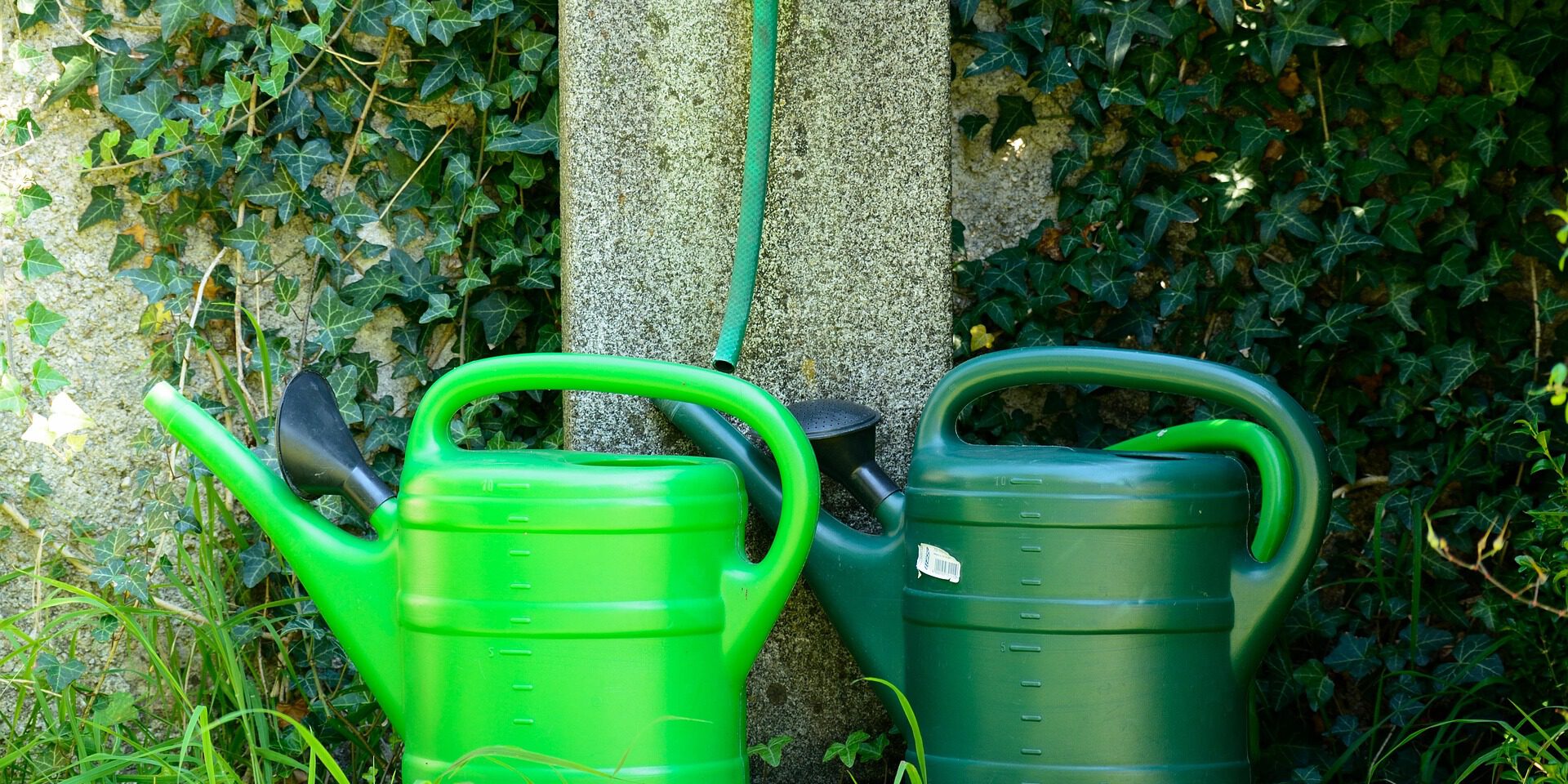 Zwei grüne Kunststoff-Gießkannen stehen nebeneinander unter einem Wasserhahn mit angeschlossenem Gartenschlauch. Im Hintergrund wächst dichter Efeu an einer Mauer, während Gräser und weitere Pflanzen die kleine Wasserstelle umgeben.