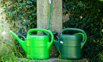 Zwei grüne Kunststoff-Gießkannen stehen nebeneinander unter einem Wasserhahn mit angeschlossenem Gartenschlauch. Im Hintergrund wächst dichter Efeu an einer Mauer, während Gräser und weitere Pflanzen die kleine Wasserstelle umgeben.
