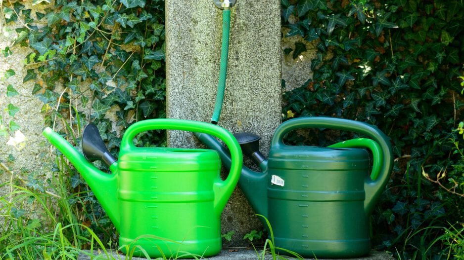 Zwei grüne Kunststoff-Gießkannen stehen nebeneinander unter einem Wasserhahn mit angeschlossenem Gartenschlauch. Im Hintergrund wächst dichter Efeu an einer Mauer, während Gräser und weitere Pflanzen die kleine Wasserstelle umgeben.