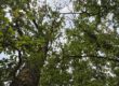 Blick im Wald nach oben