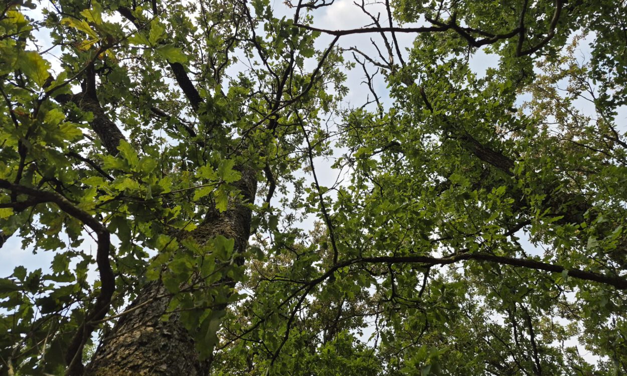 Blick im Wald nach oben