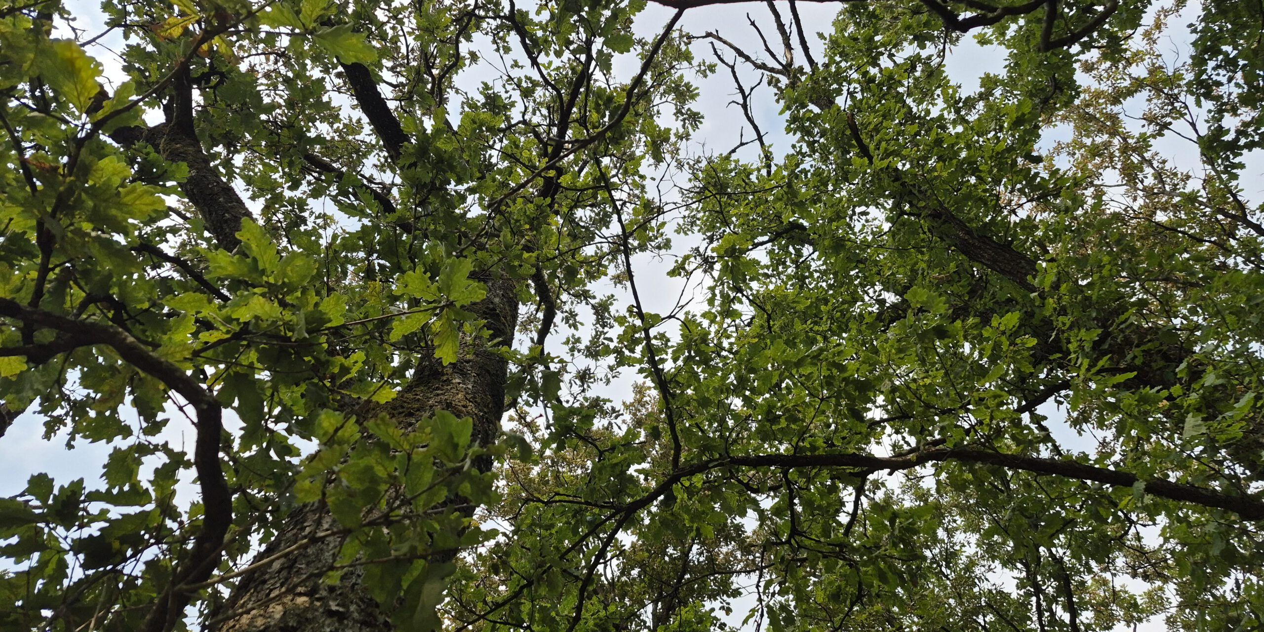 Blick im Wald nach oben