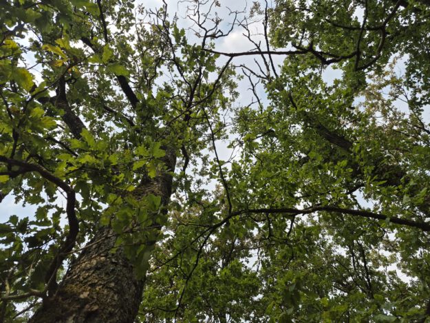 Blick im Wald nach oben