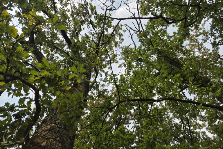 Foto: Ilka Kremer Blick im Wald nach oben