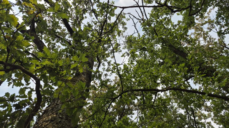 Blick im Wald nach oben