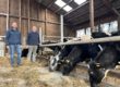 Zwei Männer stehen in einem landwirtschaftlichen Stall neben mehreren schwarz-weiß gefleckten Rindern. Die Tiere strecken ihre Köpfe durch die Metallabsperrungen und fressen Heu. Der Stall hat Holzwände und ein Dach mit Lichtplatten.