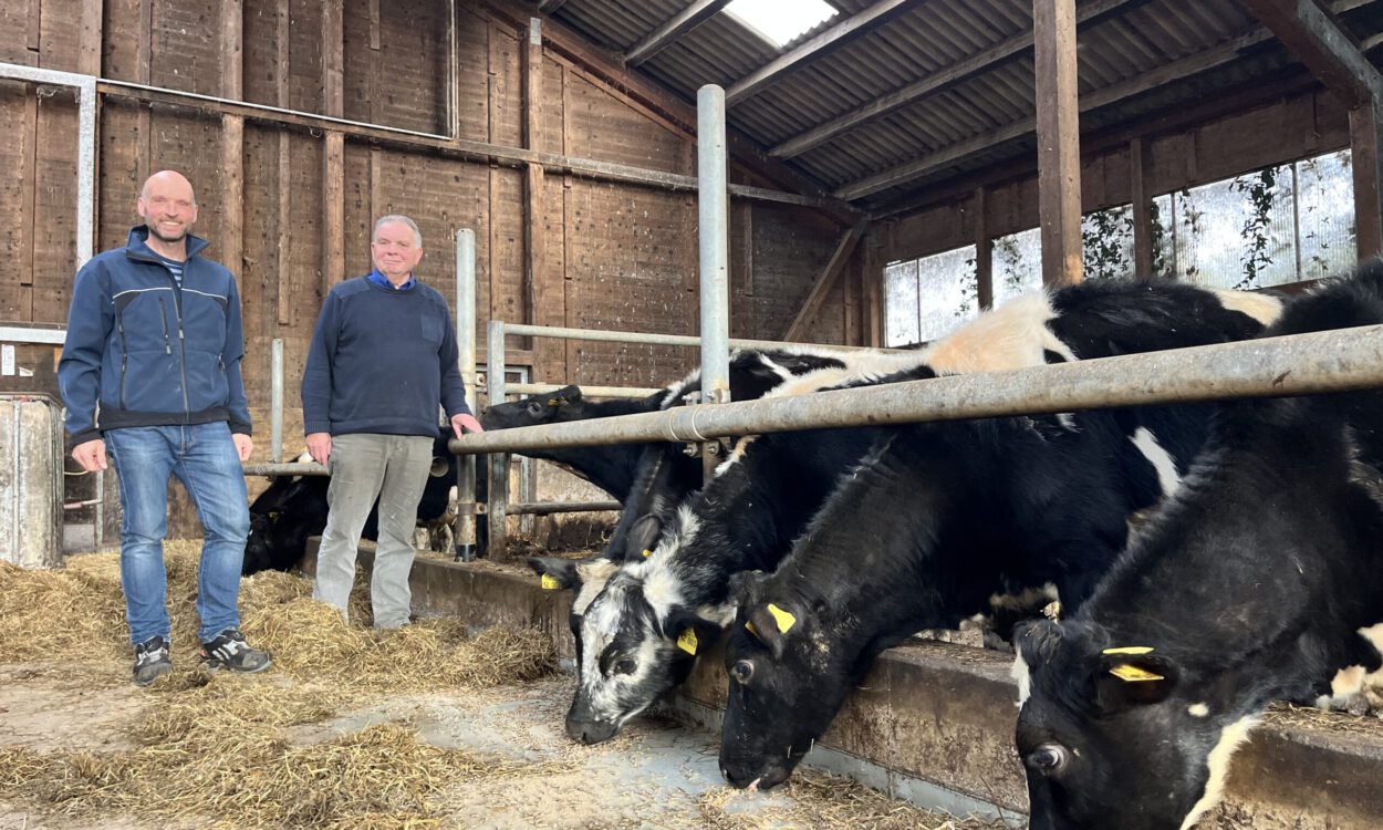Zwei Männer stehen in einem landwirtschaftlichen Stall neben mehreren schwarz-weiß gefleckten Rindern. Die Tiere strecken ihre Köpfe durch die Metallabsperrungen und fressen Heu. Der Stall hat Holzwände und ein Dach mit Lichtplatten.