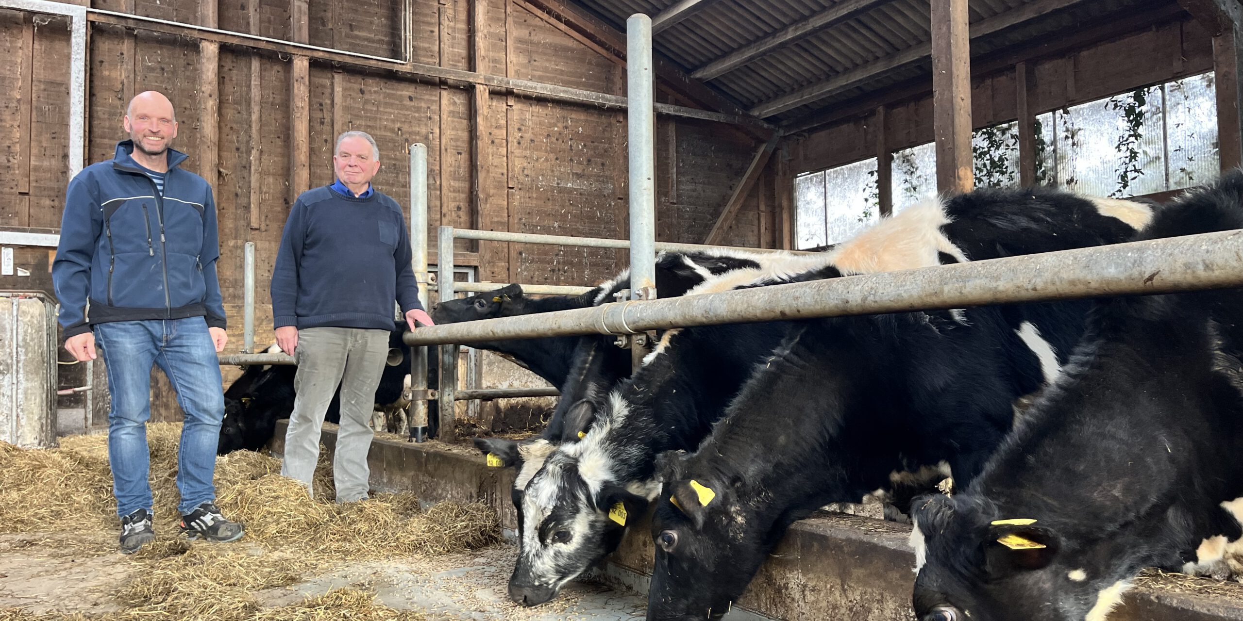 Zwei Männer stehen in einem landwirtschaftlichen Stall neben mehreren schwarz-weiß gefleckten Rindern. Die Tiere strecken ihre Köpfe durch die Metallabsperrungen und fressen Heu. Der Stall hat Holzwände und ein Dach mit Lichtplatten.