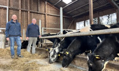 Zwei Männer stehen in einem landwirtschaftlichen Stall neben mehreren schwarz-weiß gefleckten Rindern. Die Tiere strecken ihre Köpfe durch die Metallabsperrungen und fressen Heu. Der Stall hat Holzwände und ein Dach mit Lichtplatten.