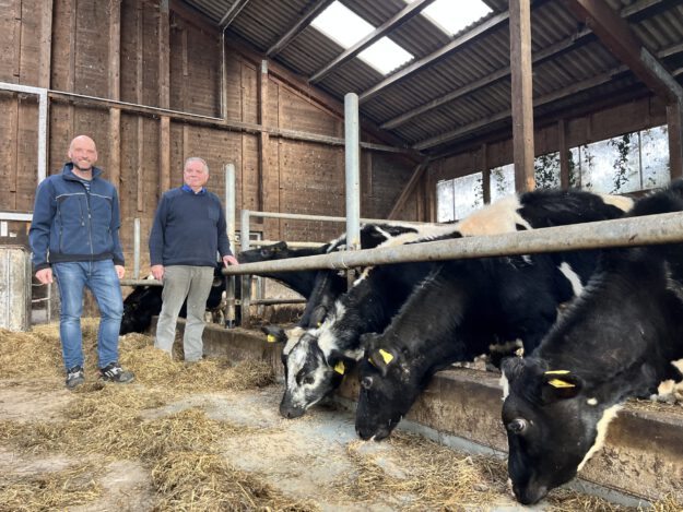 Zwei Männer stehen in einem landwirtschaftlichen Stall neben mehreren schwarz-weiß gefleckten Rindern. Die Tiere strecken ihre Köpfe durch die Metallabsperrungen und fressen Heu. Der Stall hat Holzwände und ein Dach mit Lichtplatten.