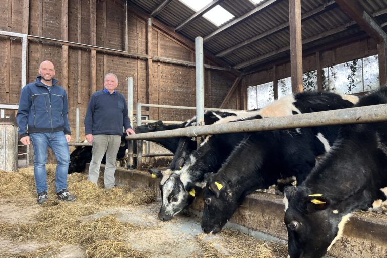 Zwei Männer stehen in einem landwirtschaftlichen Stall neben mehreren schwarz-weiß gefleckten Rindern. Die Tiere strecken ihre Köpfe durch die Metallabsperrungen und fressen Heu. Der Stall hat Holzwände und ein Dach mit Lichtplatten.