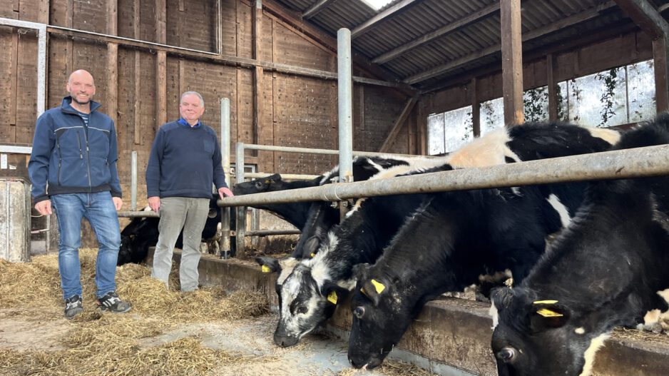 Zwei Männer stehen in einem landwirtschaftlichen Stall neben mehreren schwarz-weiß gefleckten Rindern. Die Tiere strecken ihre Köpfe durch die Metallabsperrungen und fressen Heu. Der Stall hat Holzwände und ein Dach mit Lichtplatten.